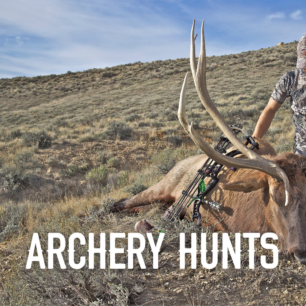 Archery Elk Hunts in Colorado