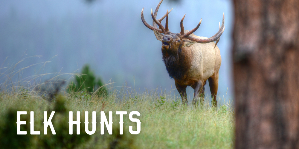 Guided Colorado Elk Hunts