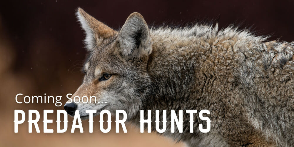 Colorado Predator Hunts Guided
