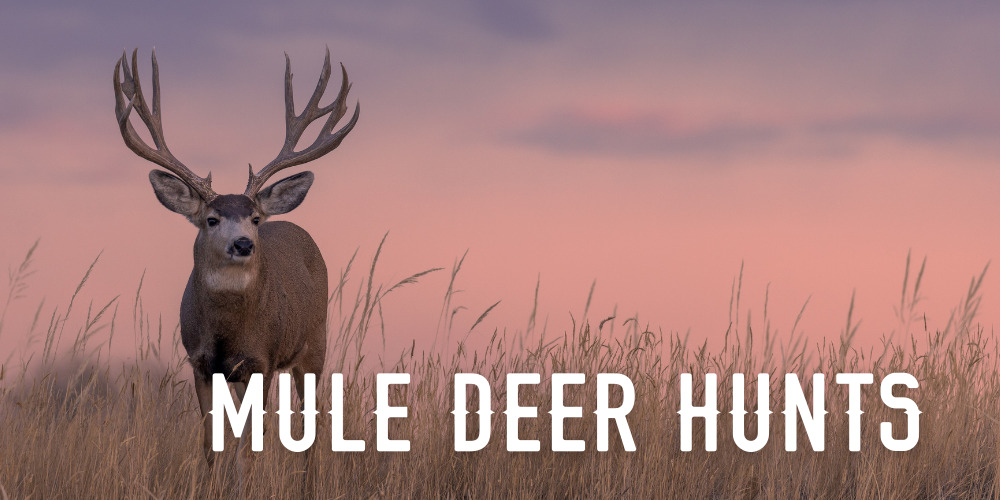 Guided Colorado Mule Deer Hunting Trip