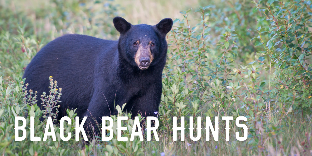 Black Bear Hunts in Colorado