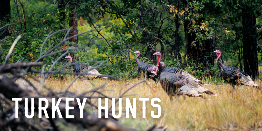Guided Turkey Hunt in Western Colorado