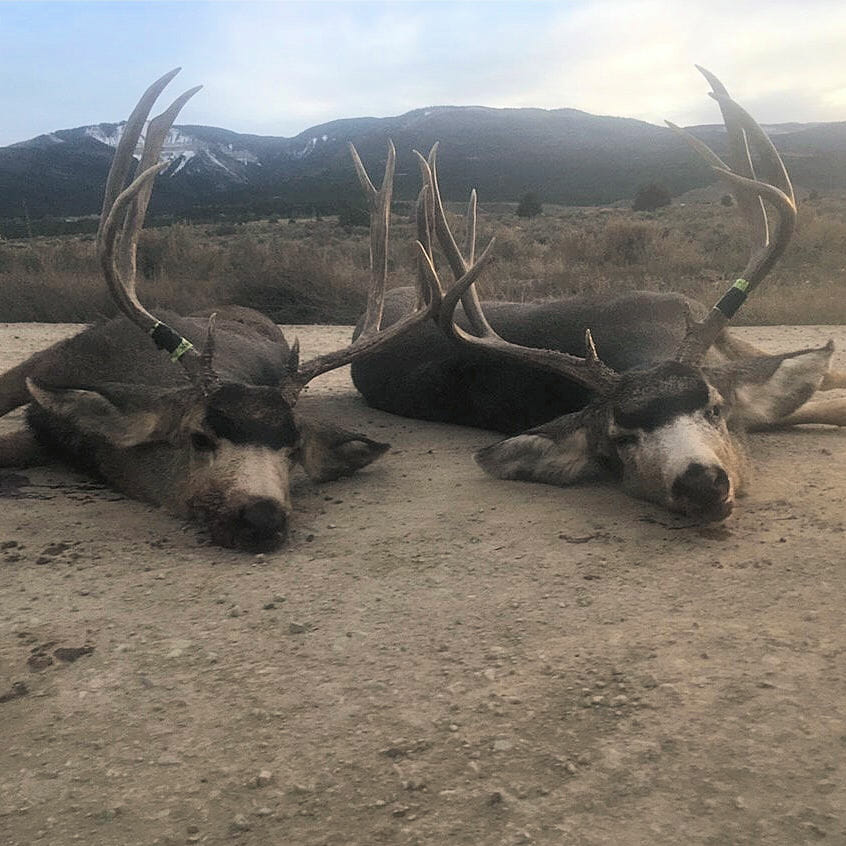 Colorado Rifle Mule Deer Hunts