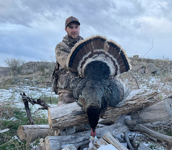 Merriam's Turkey Hunting In Colorado