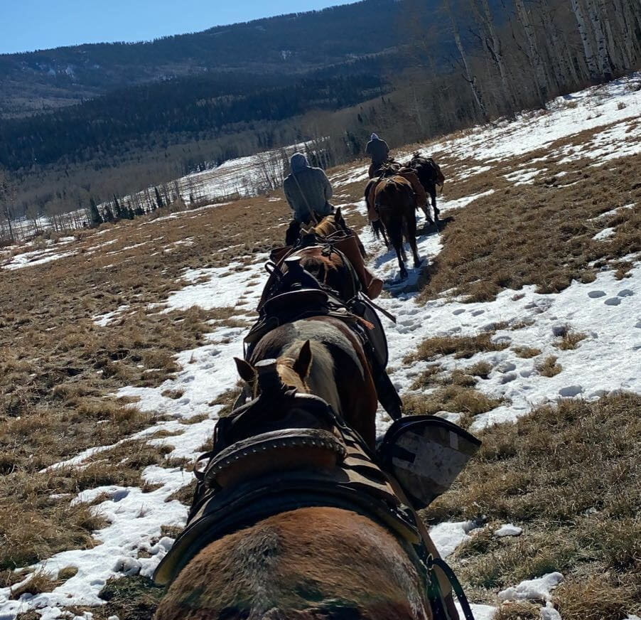 Using horses to pack out Colorado elk.