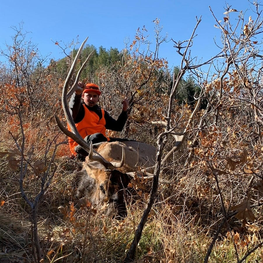 Rifle Elk Hunting Outfitter in Colorado