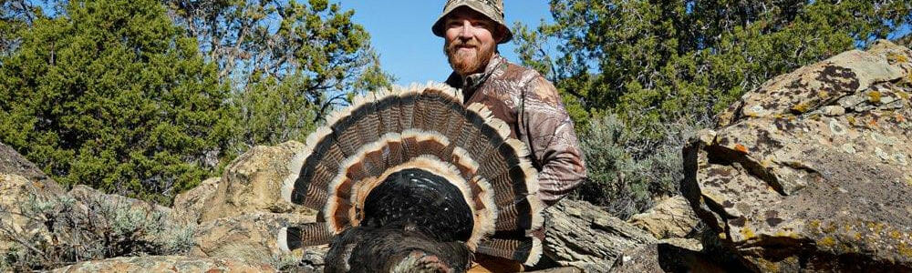 Guided Spring Turkey Hunts in Colorado