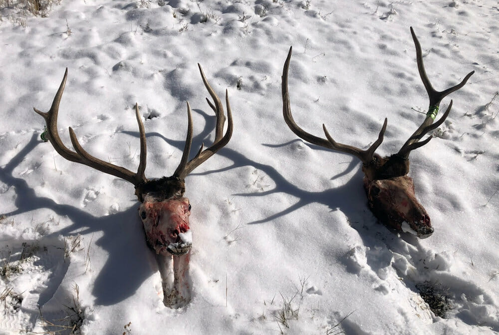Successful Elk Hunt Guided in Colorado