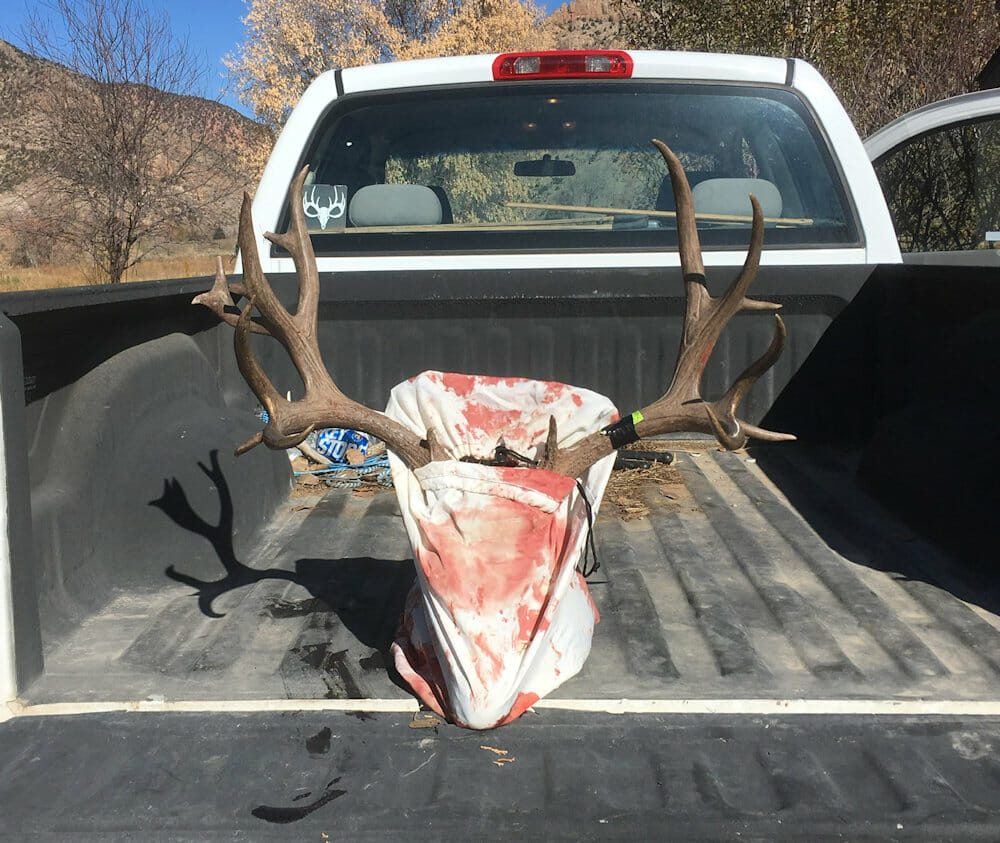 Mule Deer Buck Shot During Rifle Season