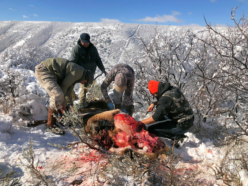 Quartering Out Elk During Rifle Season Colorado